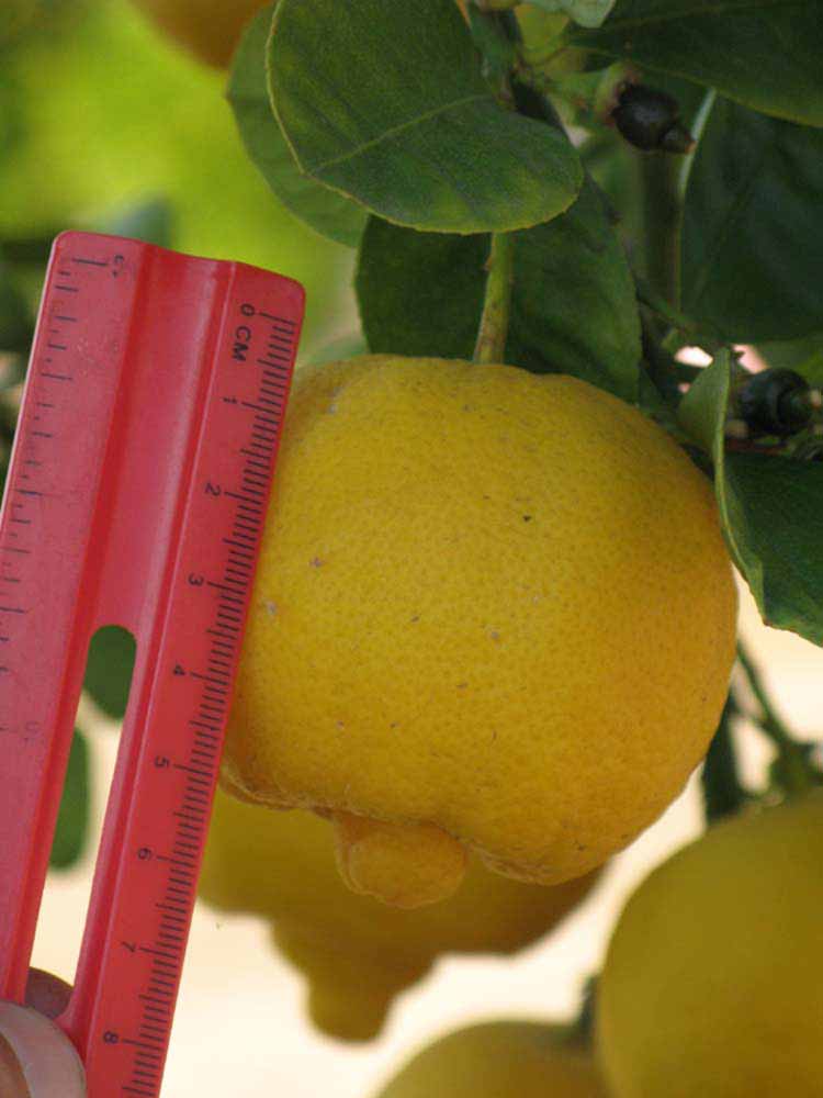            Fruit (Riverside, CA)   